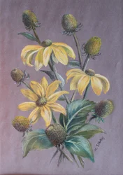 Rudbeckia, 2014